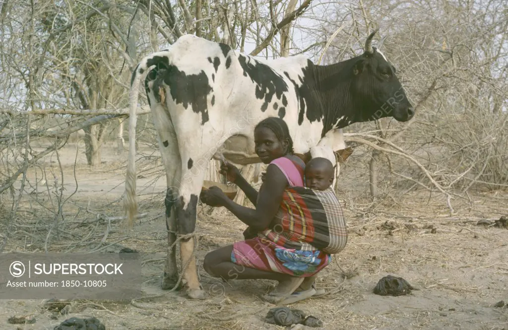 Sudan, South Darfur, Baggara Arabs.  Woman From The Beni Halba Tribe Carrying Child Tied To Her Back While Milking A Cow.  Women Are Responsible For Childcare And Milking.