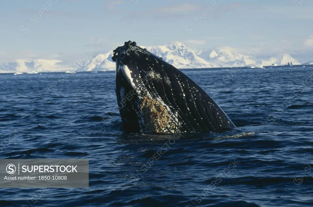 Antarctica, Antarctic Peninsula, Crystal Sound, Humpback Whale Surfacing In Water.