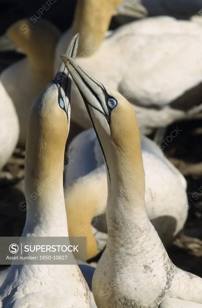 South Africa, Western Cape, Lamberts Bay, Pair Of Cape Gannets Among Colony