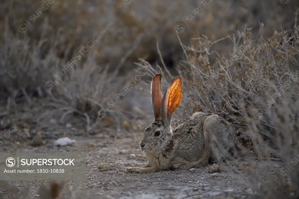 Namibia, Etosha National Park, Scrub Hare Sitting Near Bushes