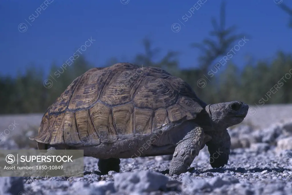 Namibia, Etosha National Park, Tortoise Walking On Gravel