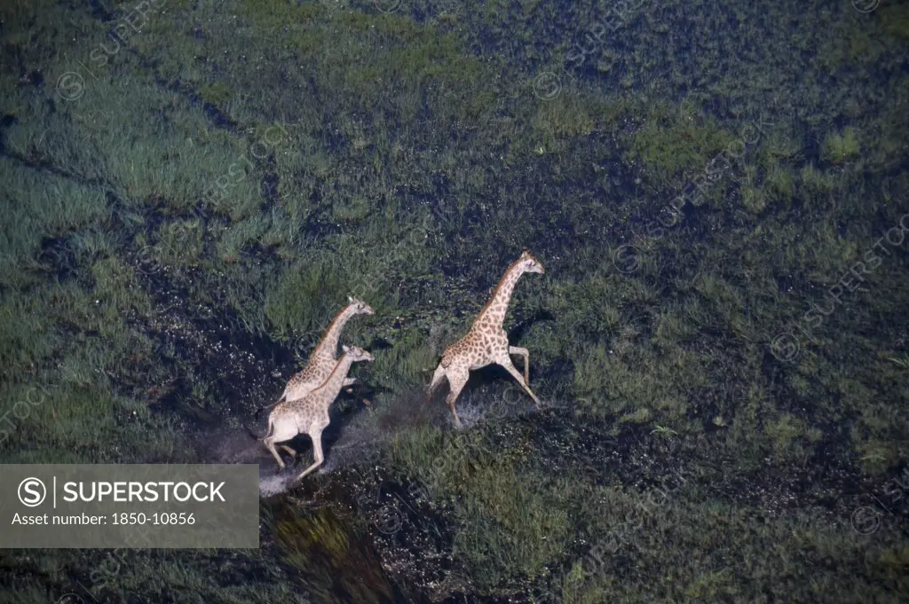 Botswana, Okovango Delta, Aerial View Looking Down On Three Running Giraffes On The Floodplains