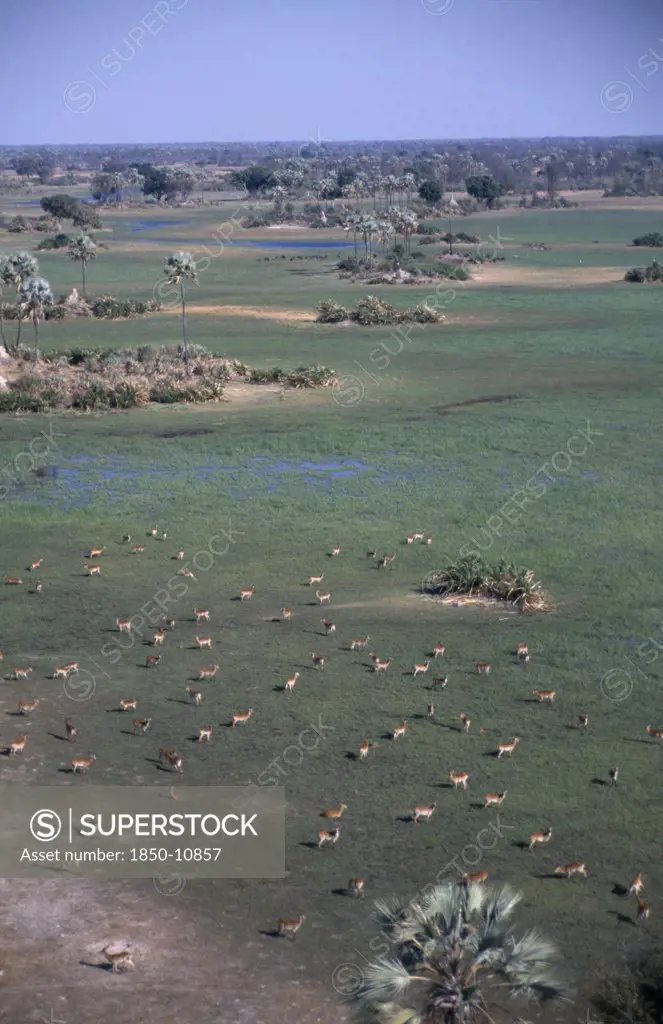 Botswana, Okovango Delta, Aerial View Over Herd Of Red Lechwe Antelopes On The Floodplains
