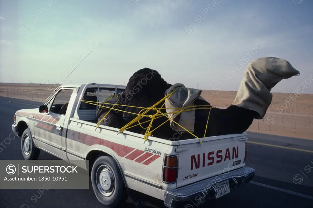 Saudi Arabia, Transport, Car Traveling Down Road Transporting A Camel In The Back.