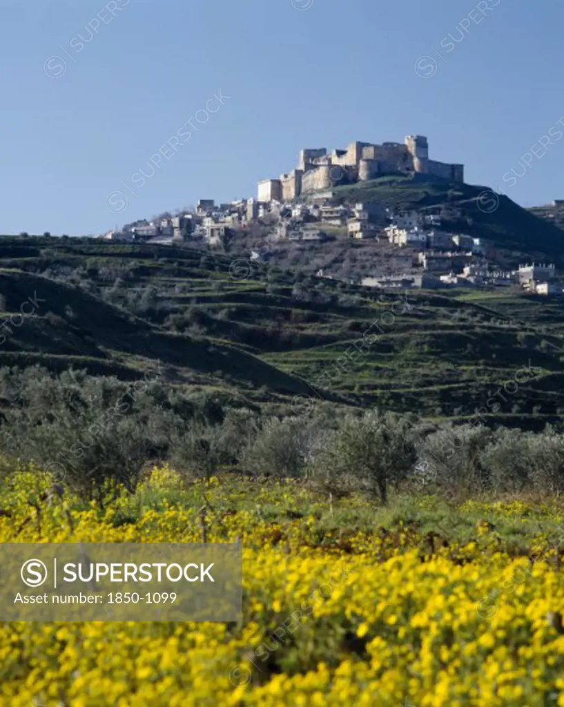 Syria, Central, Crac Des Chevaliers, 'The Crusader Castle On Hilltop, Village Surrounds, Yellow Flowers '