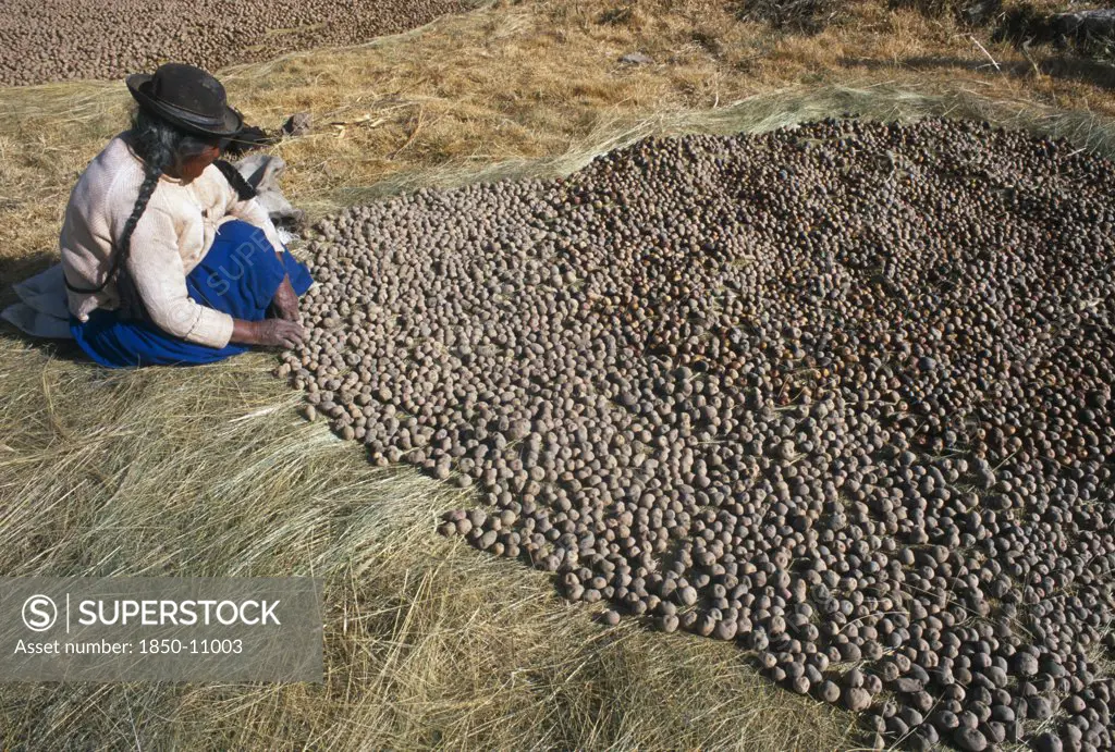 Bolivia, La Paz, Lake Titicaca, Isla Del Sol.  Indian Woman Laying Out Potatoes To Freeze Dry In Cold Winter Sun.