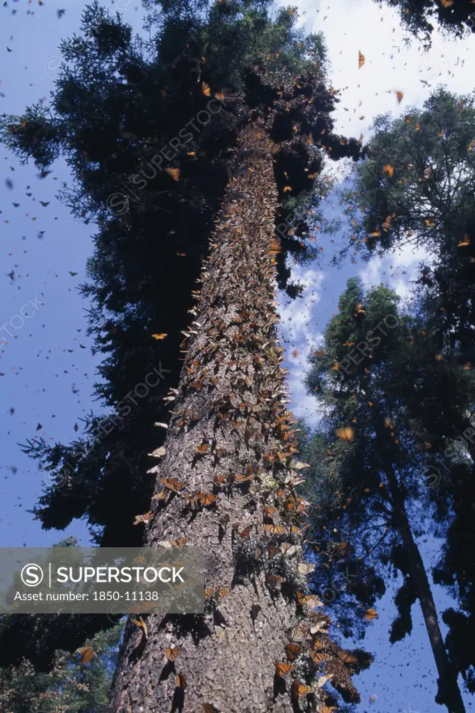 Mexico, Michoacan State, El Rosario Butterfly Sanctuary, Mass Of Monarch Butterflies On Trunk Of Tree And In The Air Surrounding It.