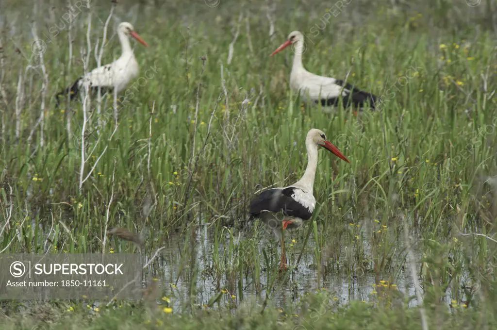 Romania, Tulcea, Danube Delta, Storks Wading In The Long Grass Of The Wetlands