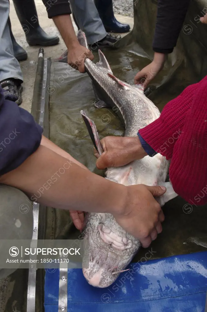 Romania, Tulcea, Isaccea, Female Sturgeon Being Inspected At The Casa Caviar Sturgeon Hatchery Before Being Released In The Danube River
