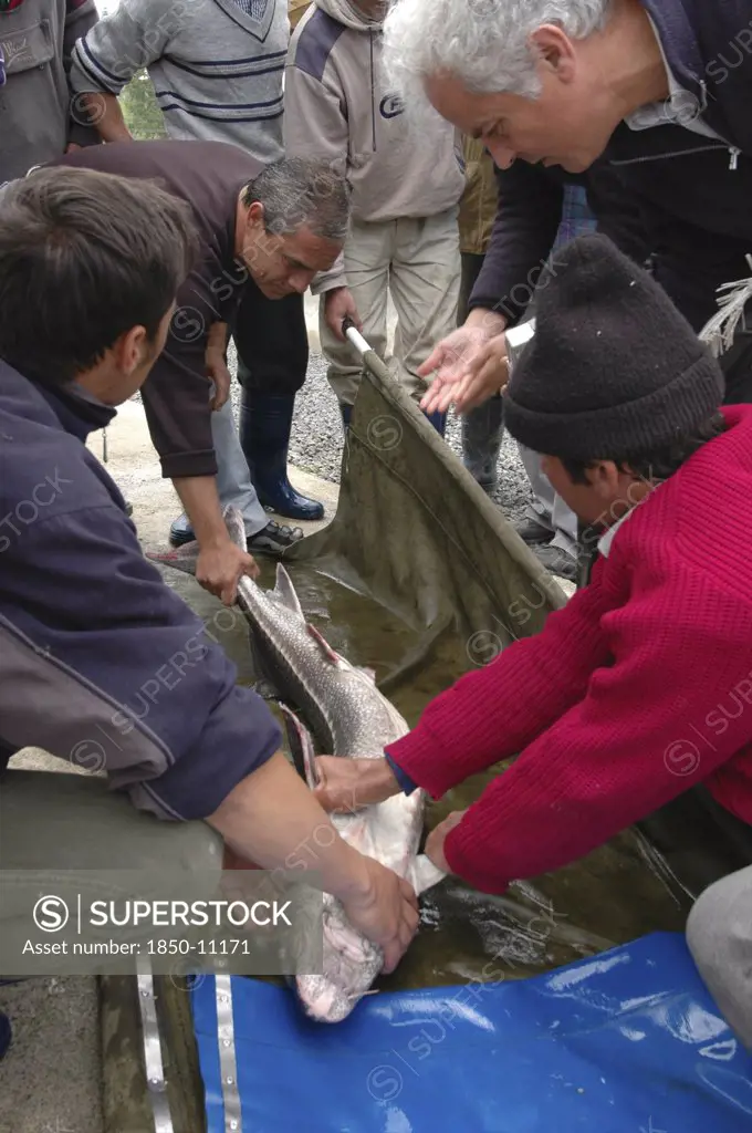 Romania, Tulcea, Isaccea, Male Sturgeon Being Tagged For Tracking Purposes At The Casa Caviar Sturgeon Hatchery Before Being Released In The Danube River