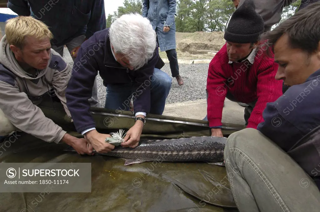 Romania, Tulcea, Isaccea, Female Sturgeon Being Tagged For Scientific Tracking Purposes At The Casa Caviar Sturgeon Hatchery Before Being Released In The Danube River