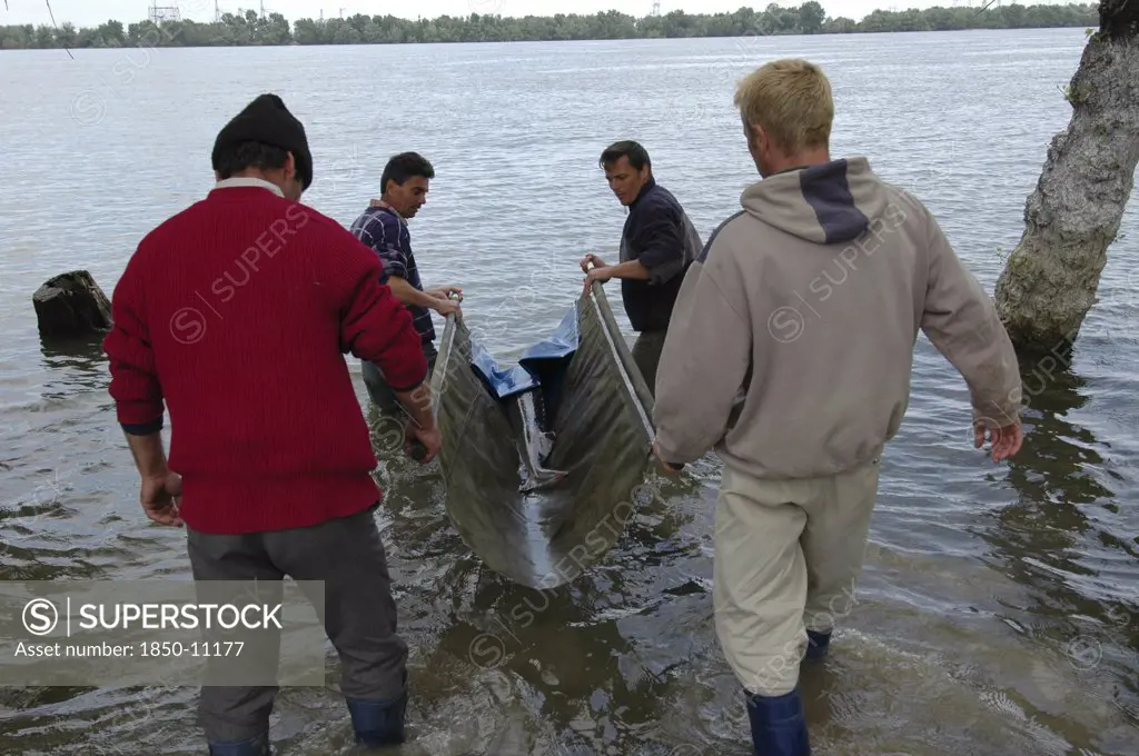 Romania, Tulcea, Isaccea, Female Sturgeon At The Casa Caviar Sturgeon Hatchery Being Released In The Danube River