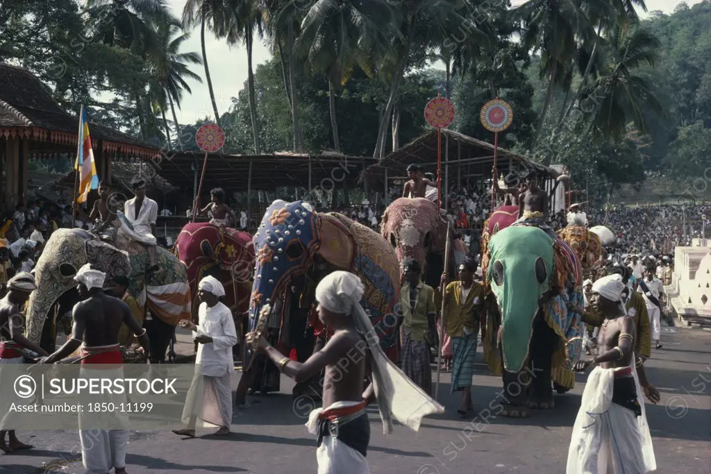 Sri Lanka, Kandy, Perahera Buddhist Festival Procession.  Elephants And Musicians.