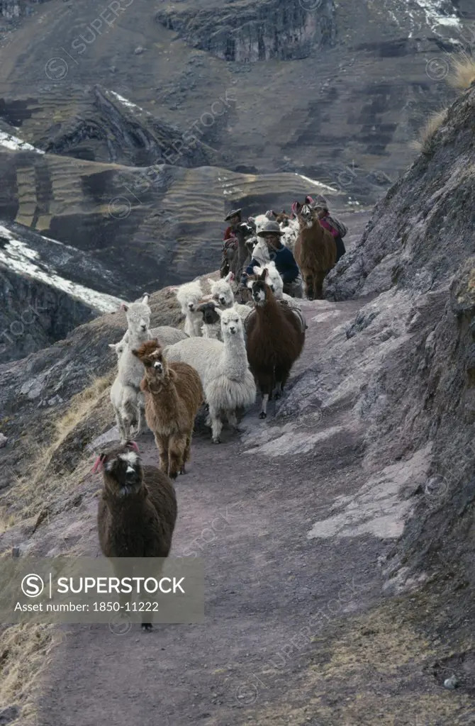Peru, Cusco, Cordillera Vilcanota, Shepherd Family And Alpaca Herd Begining Long Descent Along Mountain Road To Market In Pitumarca.