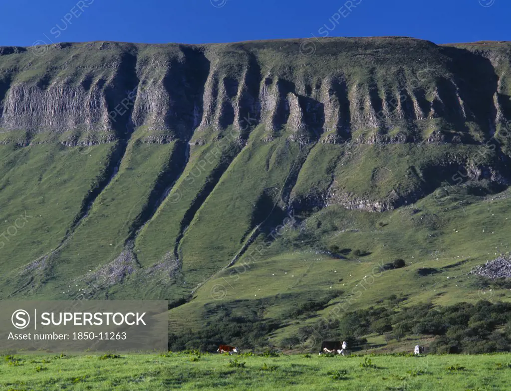 Ireland, Sligo, Ben Bulben, View Toward The Flat Topped Limestone Hill With Eroded Folds And Gullys.  Cattle Grazing At The Base