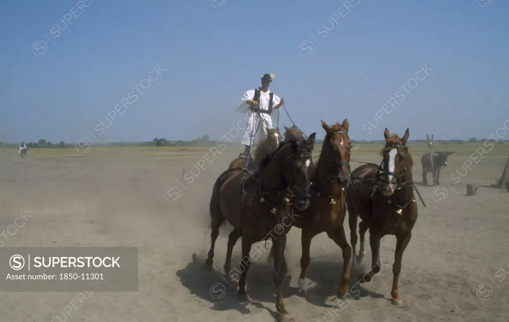 Hungary, Great Hungarian Plain, Bugac Csarda, Cossack Horseman Driving Team Of Five Horses From Sanding Position On Backs Of Pair Behind.