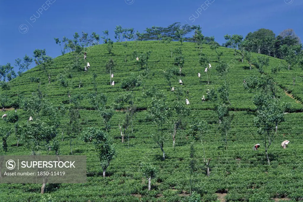 Sri Lanka, Nuwara Eliya, Tamil Women Picking Tea On Plantation Hillside.