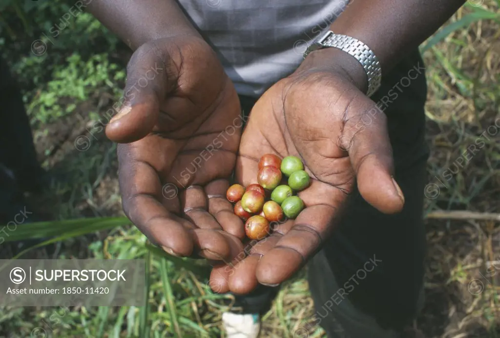 Kenya, Agriculture, Coffee Beans Held In Palm Of Hand.