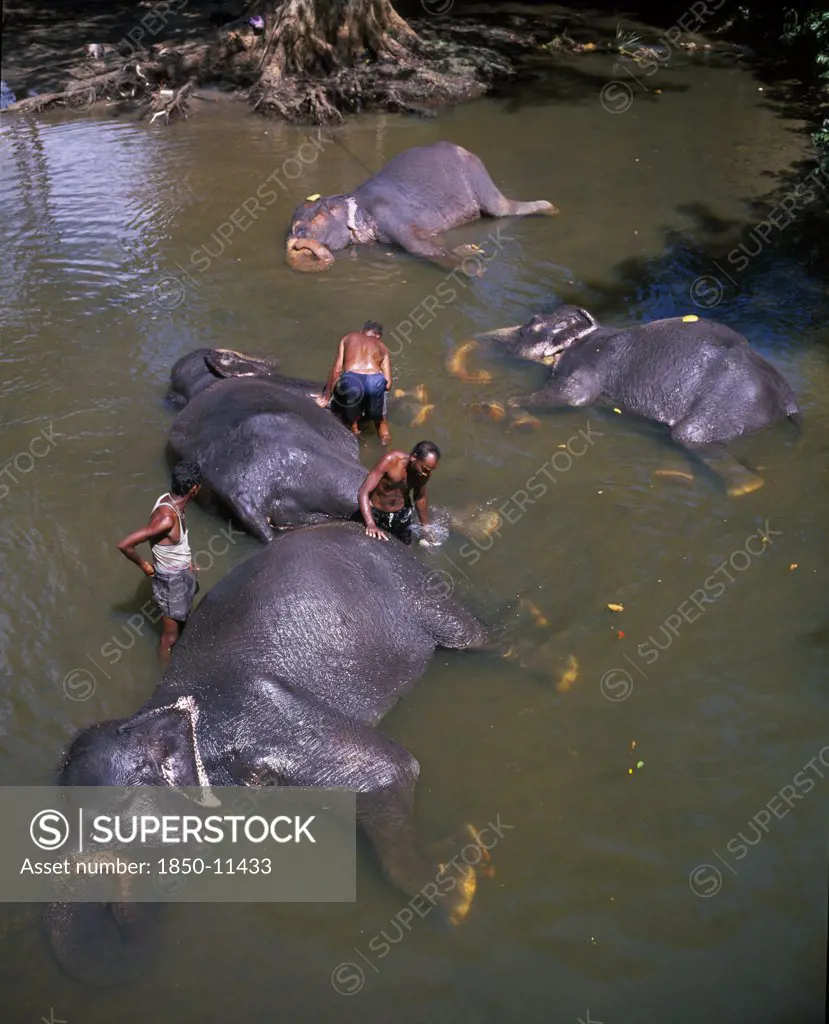 Sri Lanka, Anuradhapura, Men With Bathing Elephants In The River