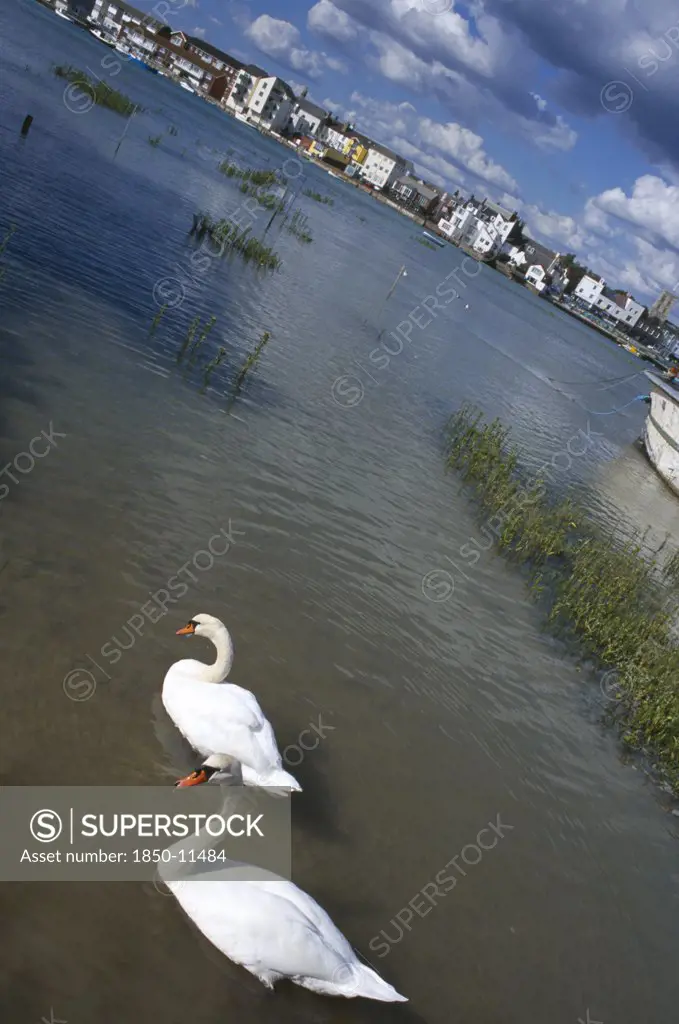 England, West Sussex, Shoreham By Sea, A Pair Of White Swans Swimming On The River Adur With Town Buildings In The Distance.
