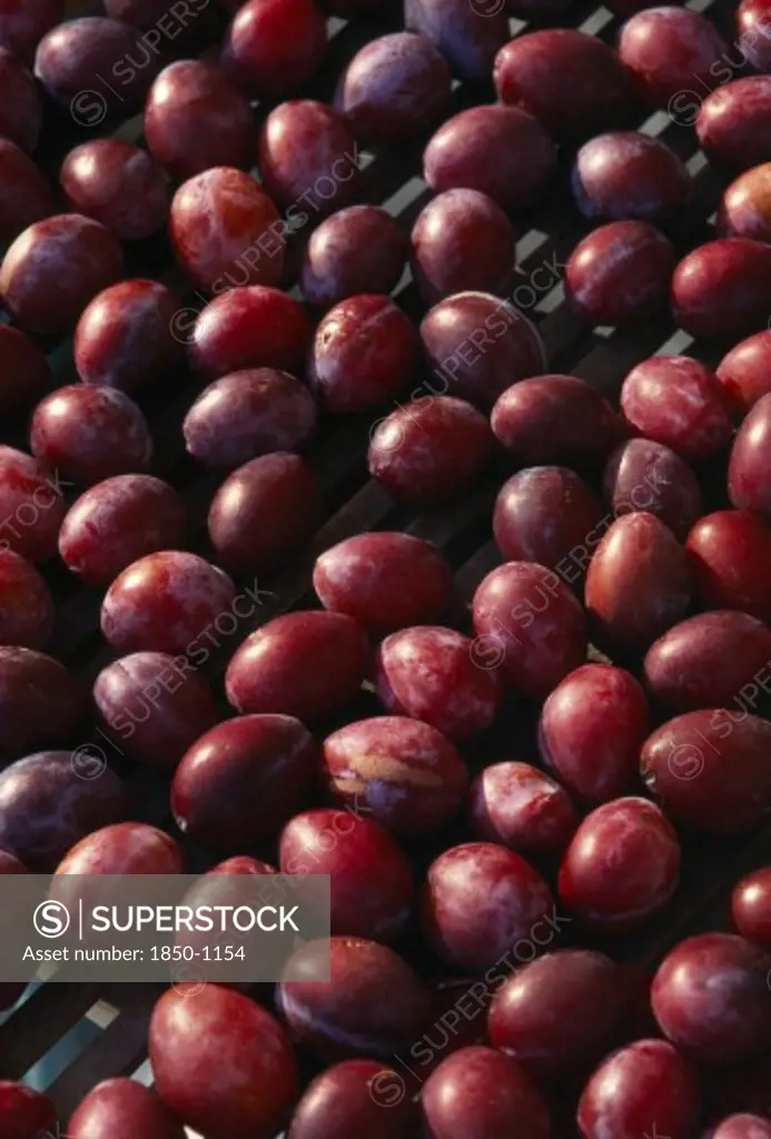 France, Aquitaine, Eymet, Ripe Perigordian Plums Drying In The Sun