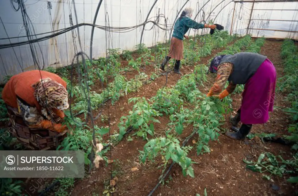 Lebanon, Beirut, Haddas.  Women Tending Plants In Polytunnel On City Outskirts.
