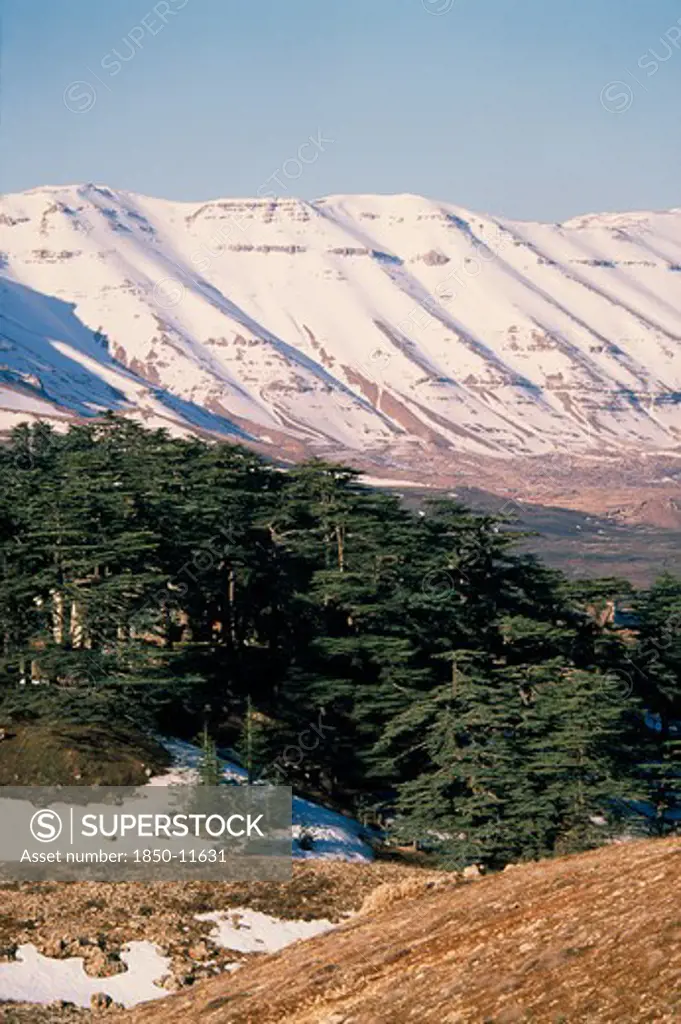 Lebanon, Landscape, Cedars Of Lebanon Cedrus Lebani.  Ancient Trees In Forest Remnant Known As Cedars Of The Lord With Snow Covered Mountains Behind.