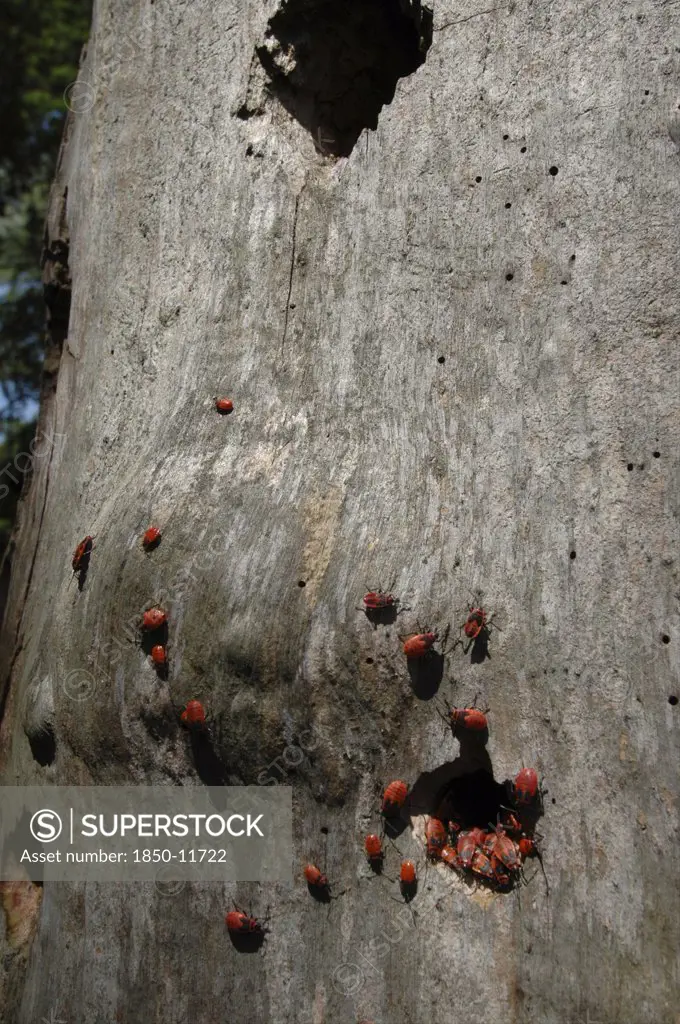 Romania, Tulcea, Danube Delta Biosphere Reserve, Red Beetles On Tree Bark In Letea National Park
