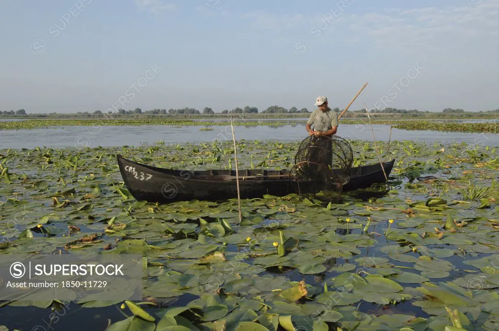Romania, Tulcea, Danube Delta Biosphere Reserve, Professional Fisherman In Canoe On Lake Isac Checking His Nets Among Water Lily Pads Of The Genus Lilium Family