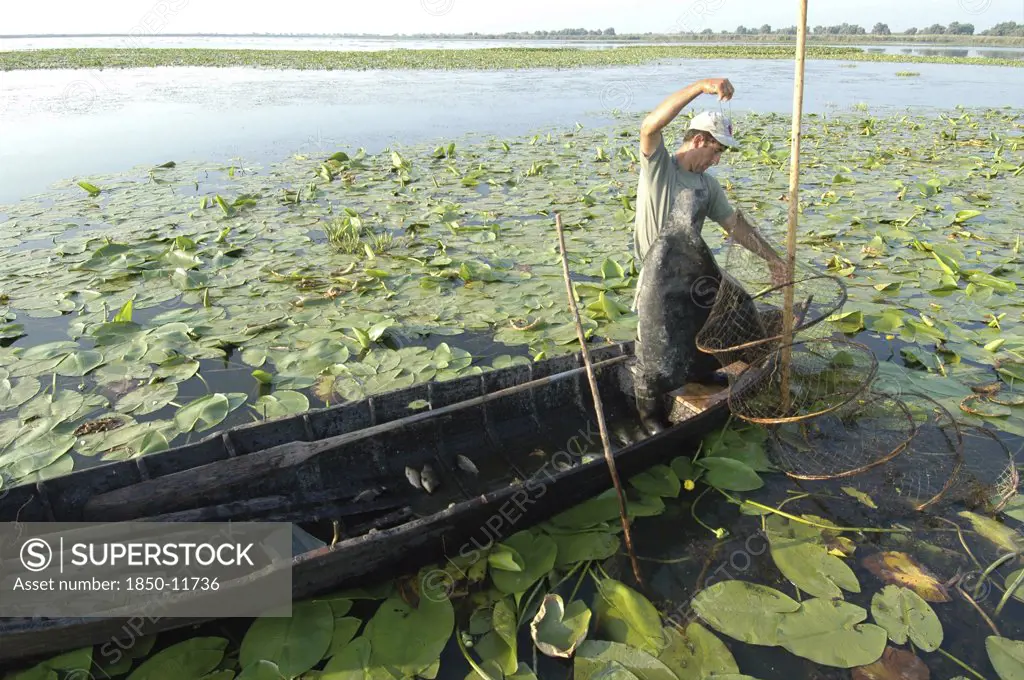 Romania, Tulcea, Danube Delta Biosphere Reserve, Professional Fisherman In Canoe On Lake Isac Checking His Nets Among Water Lily Pads Of The Genus Lilium Family