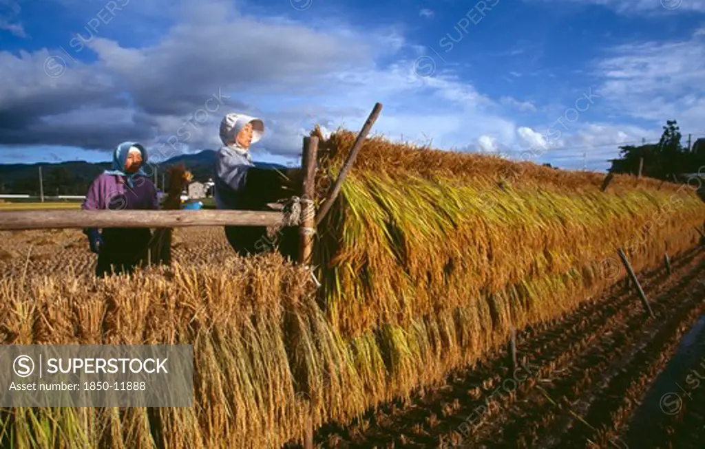 Japan, Honshu, Densho En, Female Farm Workers Hanging Bales Of Rice On To Drying Racks In The Field