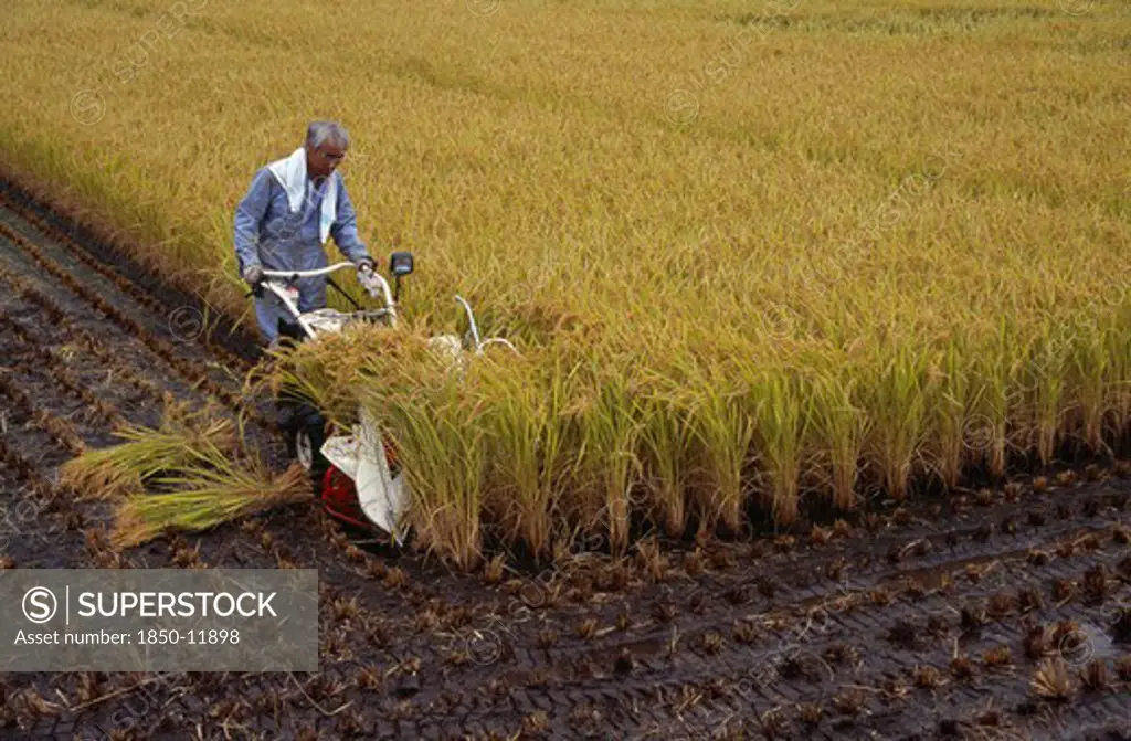 Japan, Honshu, Densho En, Farm Worker Harvesting Rice Field With Hand Held Machine