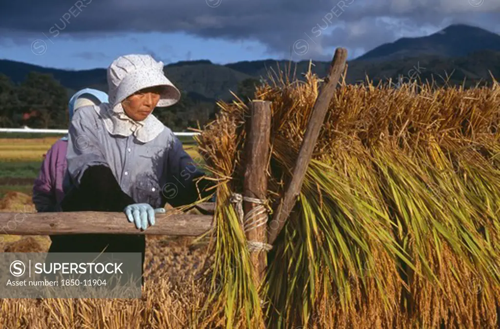 Japan, Honshu, Densho En, Female Farm Workers Hanging Bales Of Rice On To Drying Racks