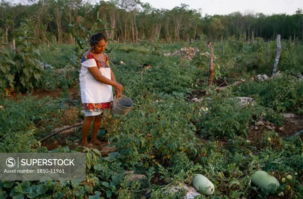Mexico, Yucatan, Peninsula, Indian Woman Working On Her Smallholding Watering Vegetables.