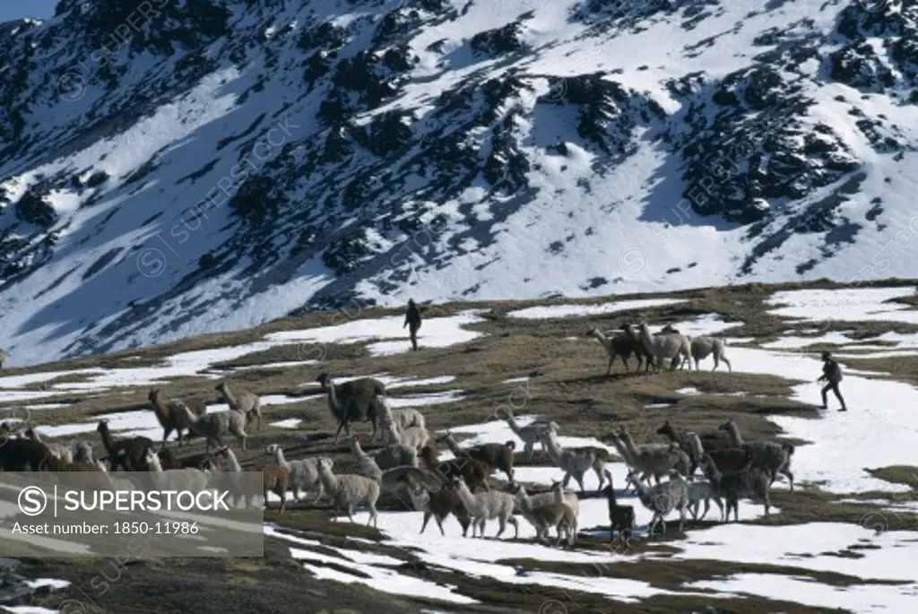 Peru, Cusco, Cordillera Vilcanota, Taking Alpaca Out To Graze On Snow Covered Pasture Near Sibinacocha.