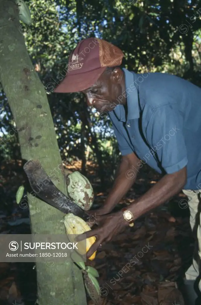 Ghana, West, Farming, Man Harvesting Cocoa Using Machete To Cut Pods From Tree.