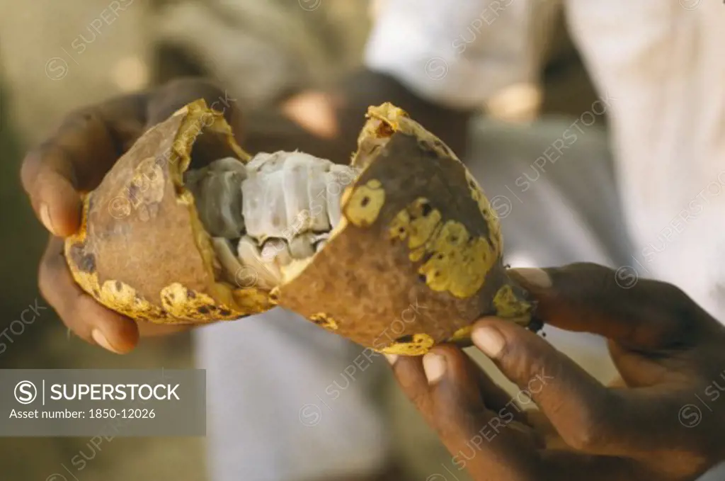 Ghana, Euchi, Close Up Of Man Holding An Open Cocoa Pod