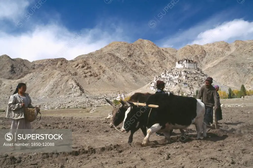 India, Ladakh, 'Ploughing With Pair Of Dzo, A Hybrid Of A Yak And A Domesticated Cow During Potato Harvest In Mountainous Landscape.'