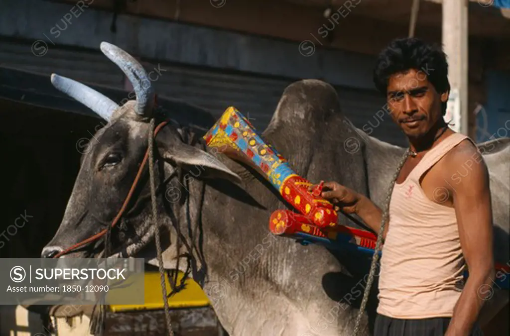 India, Rajasthan, Jodhpur, Young Man Standing Beside Cow With Brightly Painted Horns And Yoke.