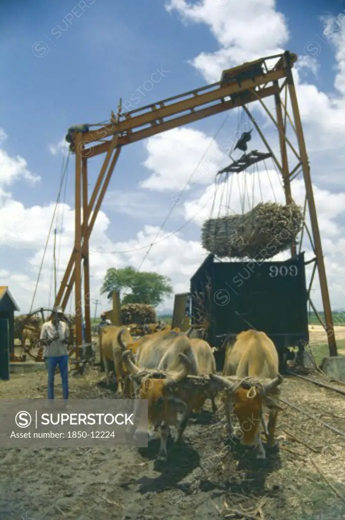 West Indies, Dominican Republic, Farming, Team Of Oxen Being Used To Power Lifting Mechanism For Moving Harvested Sugar Cane.