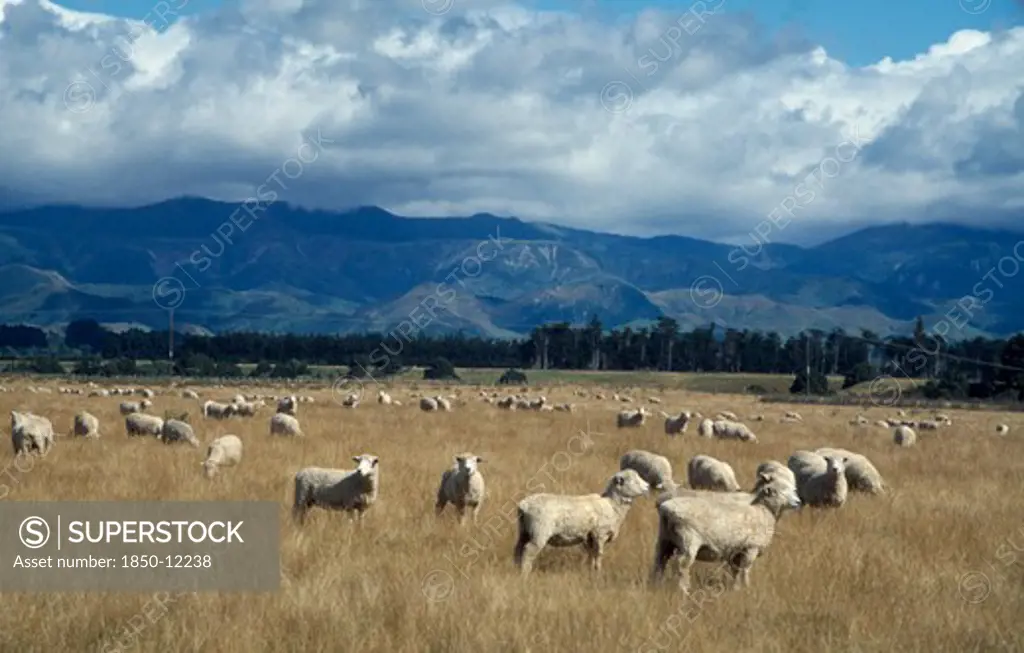 New Zealand, North Island, Farming, Landscape And Grazing Sheep.