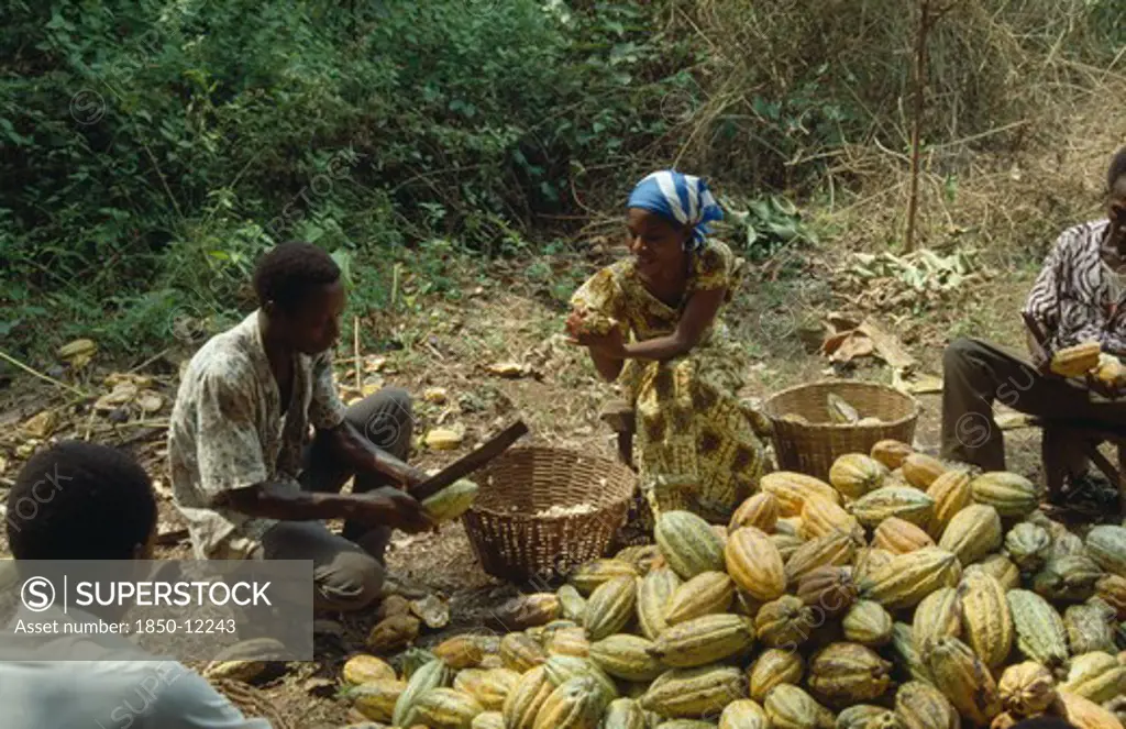 Ghana, Farming, Man And Women Removing The Husks Of Cocoa Pods.