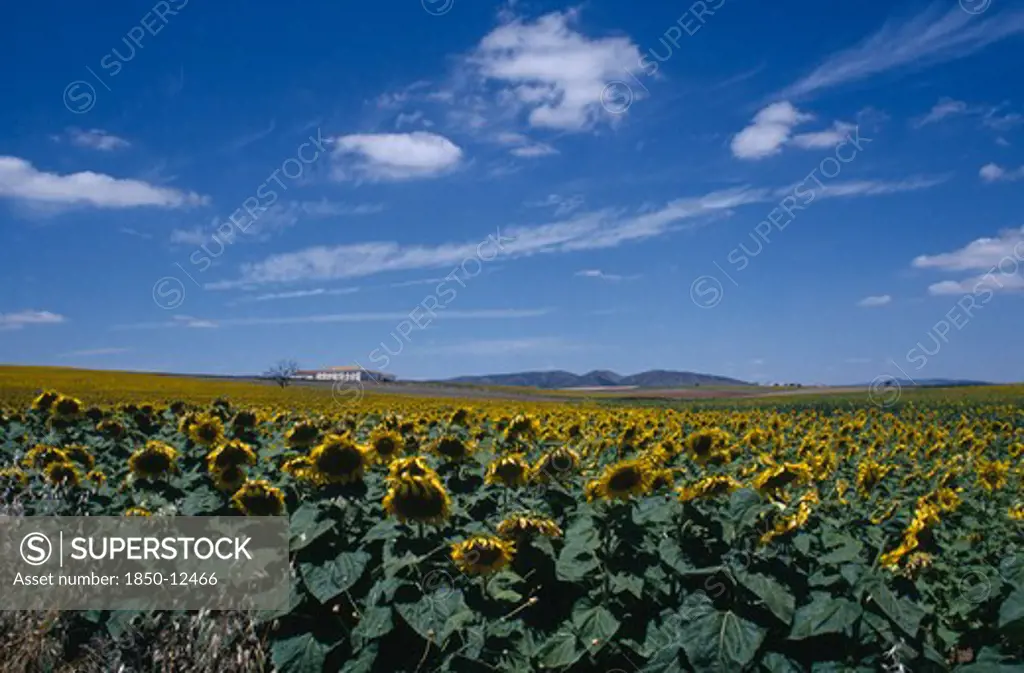 Spain, Andalucia, Sunflower Fields Near Antequera.
