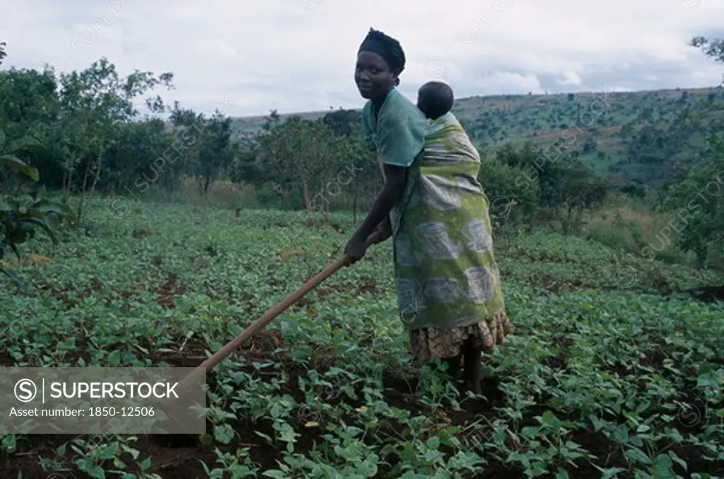 Tanzania, West, Great Lakes Region, Woman Refugee Working In A Cassava Field Carrying Her Baby On Her Back While Hoeing.