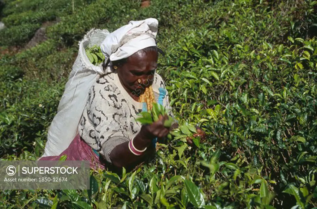Sri Lanka, Near Haputale, Female Tea Picker Working Among Plantation