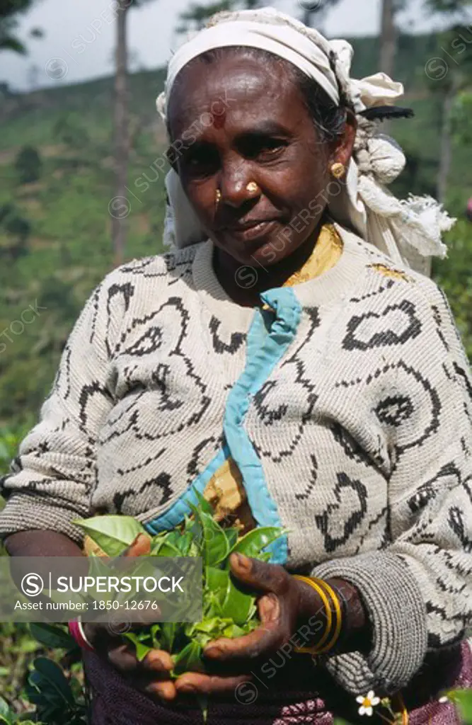 Sri Lanka, Near Haputale, Portrait Of Female Tea Picker Holding A Handful Of Tea Leaves Among Plantation