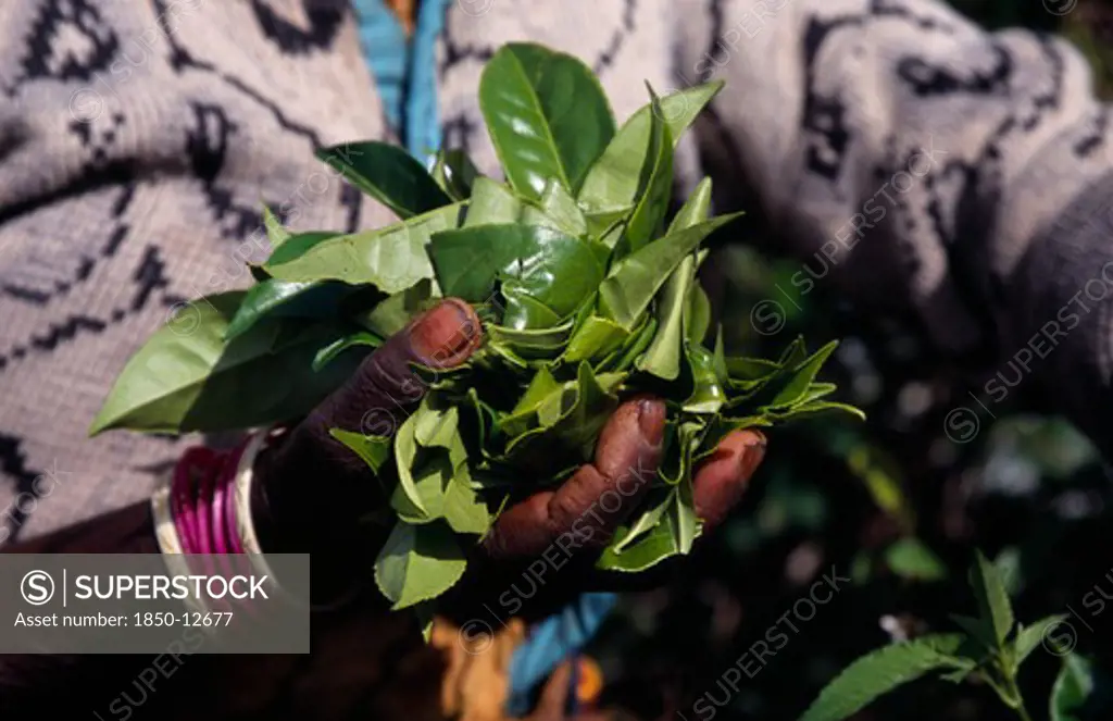 Sri Lanka, Agriculture, Tea, Close Up Of Female Tea Pickers Hands Holding A Handful Of Tea Leaves On Plantation Near Haputale.