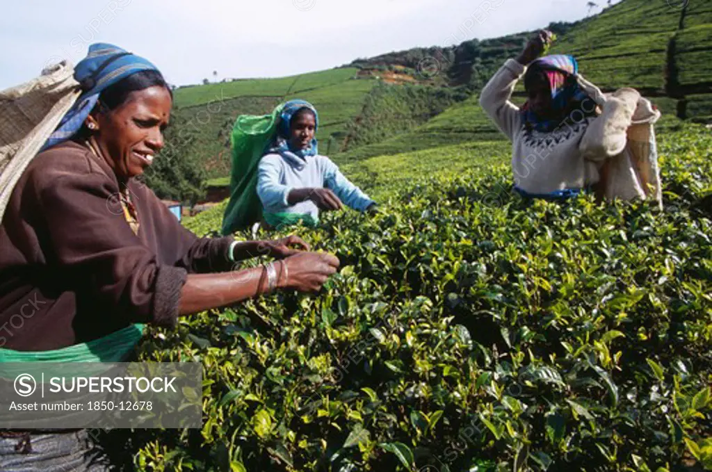 Sri Lanka, Agriculture, Tea, Female Tea Pickers Working On Labookellie Tea Estate Near Nuwara Eliya.