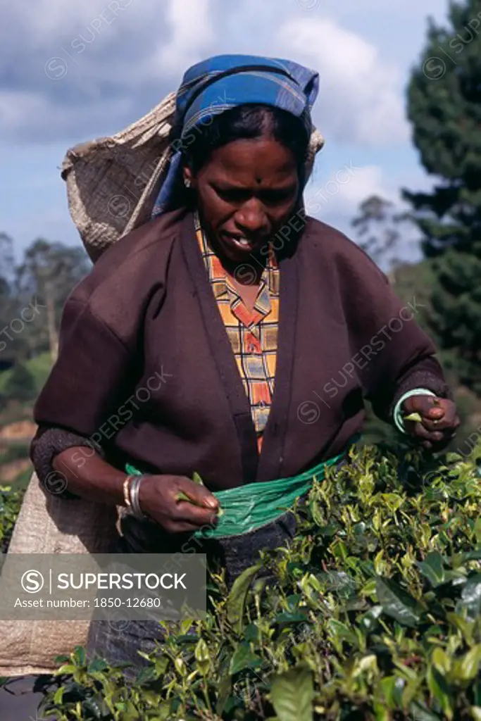 Sri Lanka, Agriculture, Tea, Female Tea Picker Working On Labookellie Tea Estate Near Nuwara Eliya