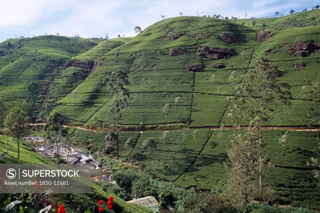 Sri Lanka, Near Nuwara Eliya, View Over Plantation On Labookellie Tea Estate